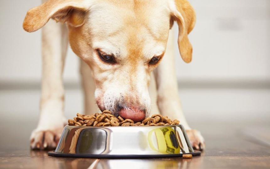 3 Best Dog Food Brands For Pregnant Dogs