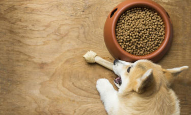 3 best dog foods for sensitive stomach