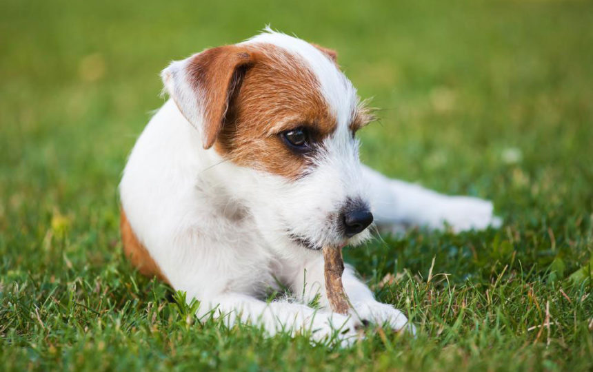 3 popular dog DNA test kits that yield accurate results