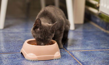 3 things to keep in mind while choosing cat food