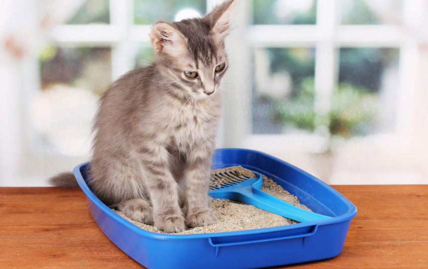 4 effective tips to choose the right cat litter box