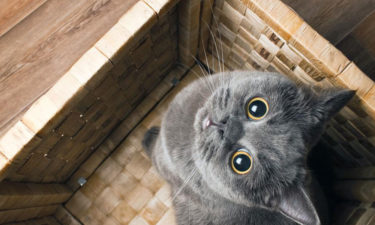 4 tips to choose the perfect name for your cat