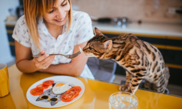 5 Popular Cat Foods to Choose From