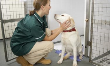5 key benefits of pet insurance