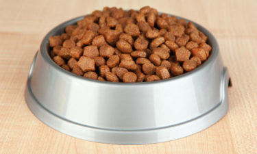 5 scrumptious weight-loss dog foods for your overweight canine