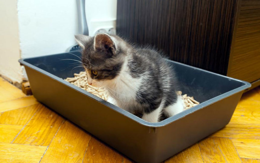 5 tips to choose the correct cat litter