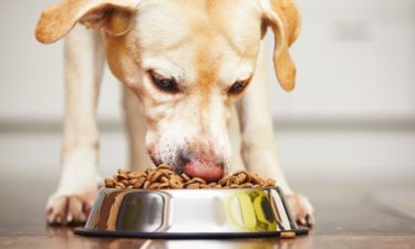 An overview of Hypoallergic dog foods and where to get them on sale