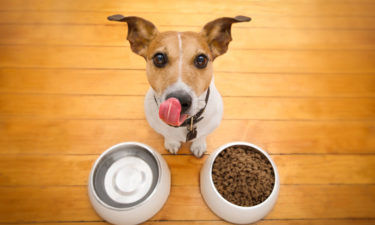 Best Dog Foods for Sensitive Skin