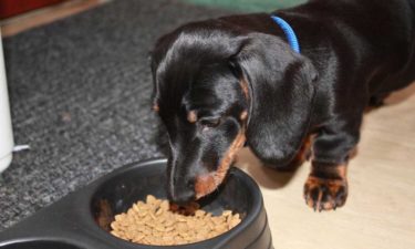 Best Puppy Food for Small Dog Breeds