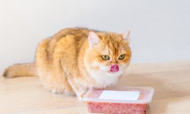 Best cat foods as per customer reviews
