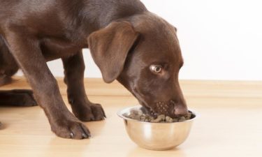 Best hypoallergenic dog food for every budget