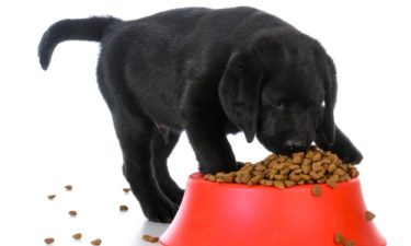 Best vet recommended puppy foods