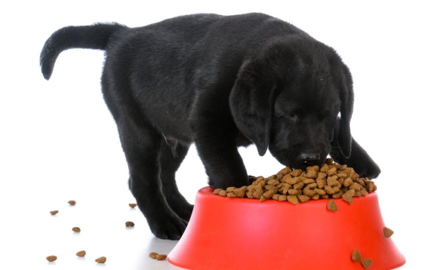 Best vet recommended puppy foods