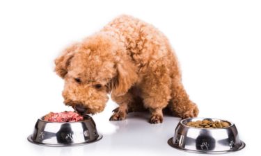 Can a dog have a sensitive stomach – Can choosing the right food help