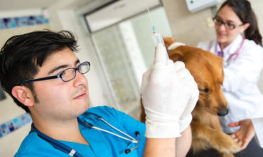 Canine blood disorders