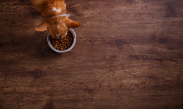 Choosing the Best Dog Food for Allergies