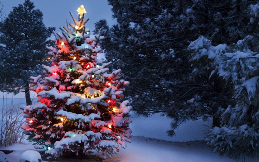Christmas trees – A holiday tradition for centuries