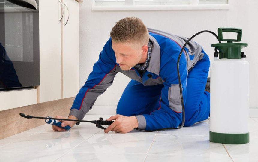 Common DIY home pest control solutions