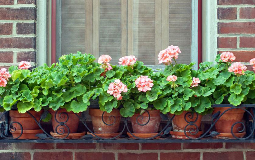 Different types and uses of large outdoor planters