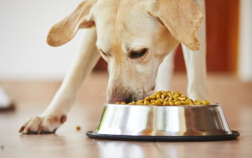 Dog Foods to Avoid and Eat If Your Pet Has a Sensitive Stomach