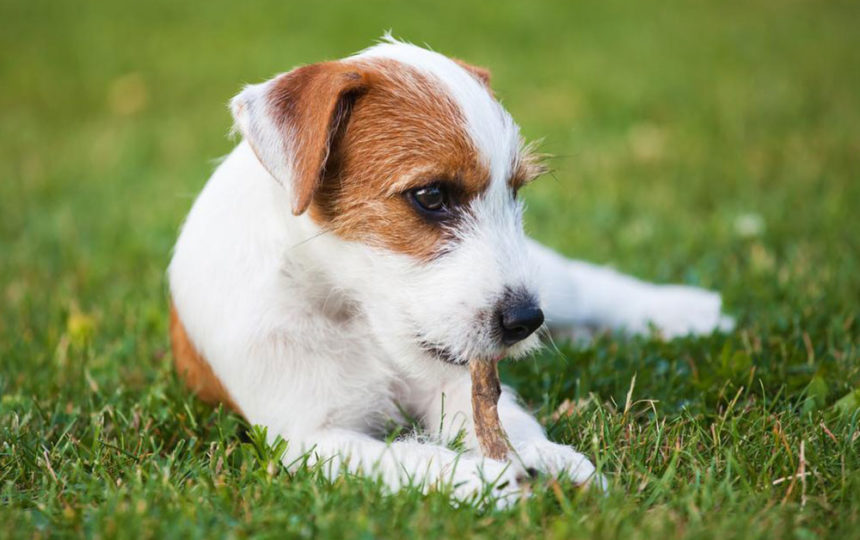 Dog allergies: symptoms and treatments