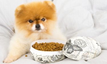 Dry vs. wet food – How to choose the best for your pet