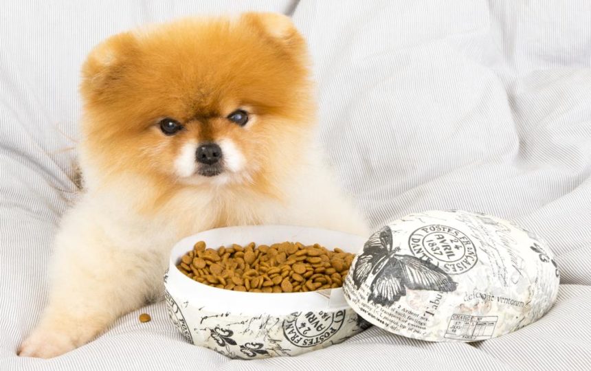 Dry vs. wet food – How to choose the best for your pet