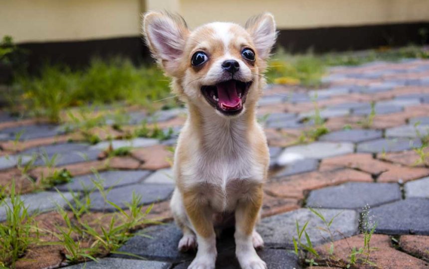 Eight Interesting Facts About Chihuahuas