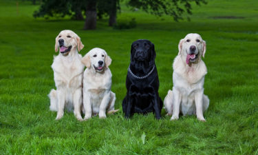 Eight most popular dog breeds