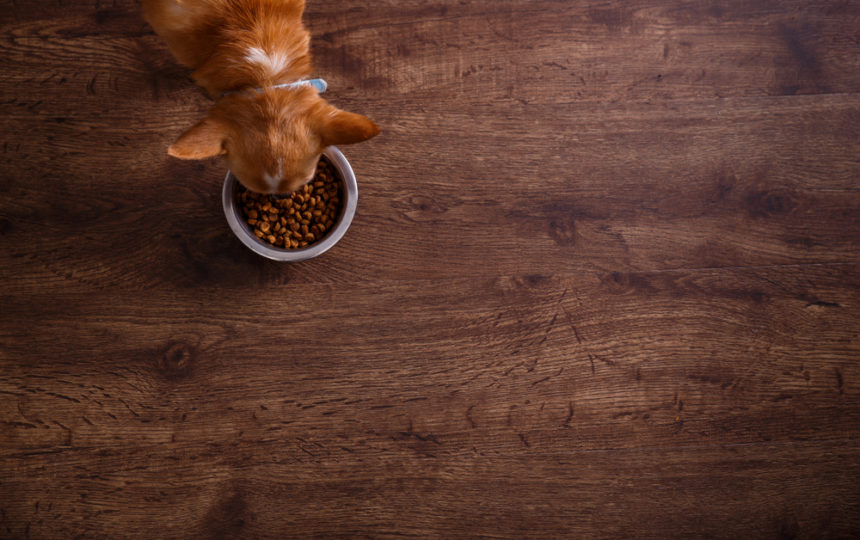 Exploring the Best Dog Food for Allergies