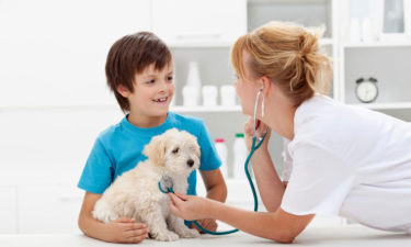 Factors that can affect the cost of pet care