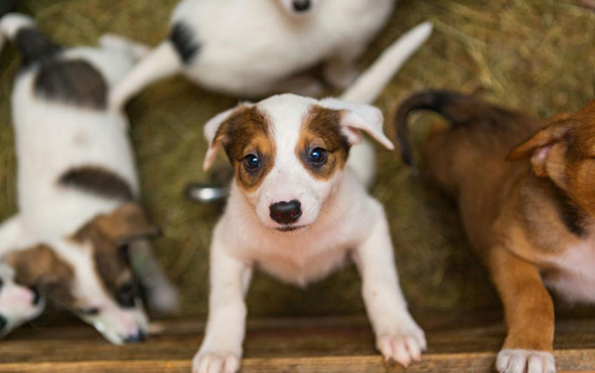 Factors to consider before adopting puppies