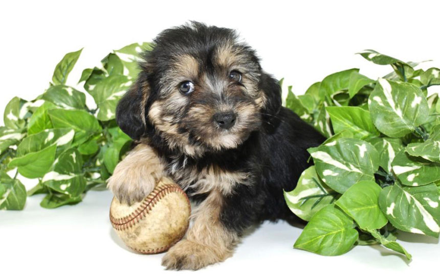 Facts you didn’t know about Morkie puppies