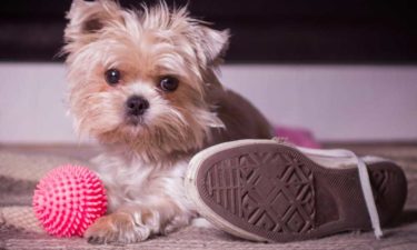 Five Things You Need to Know About Morkies