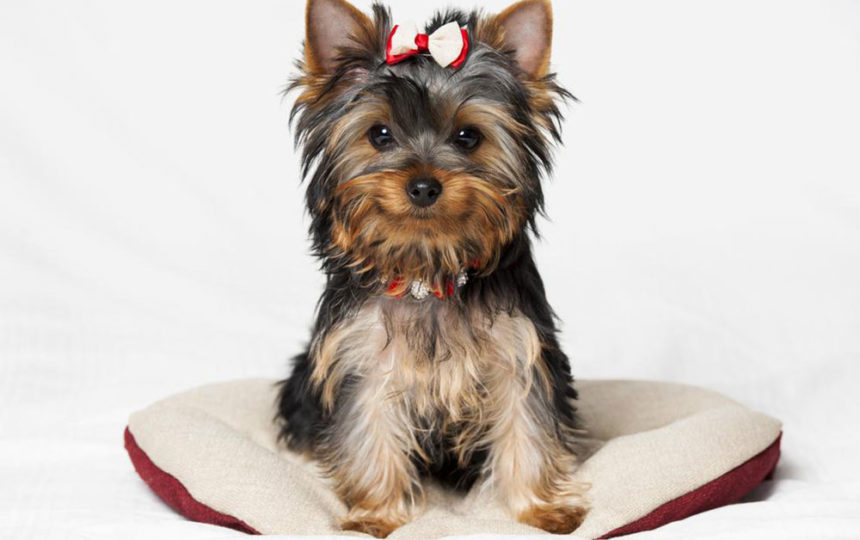 Five places that have Yorkies for sale