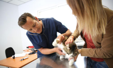 Four best flea treatments available for cats
