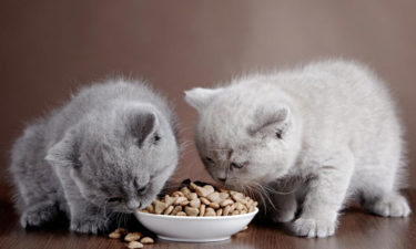 Guide to choose the best dry food for your indoor cat