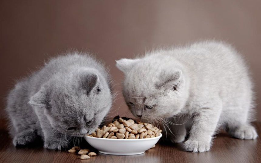 Guide to choose the best dry food for your indoor cat