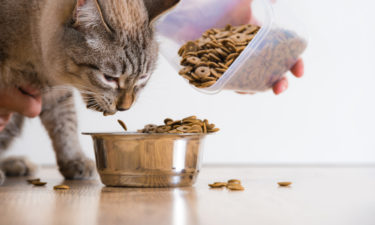 Healthy And Appetizing Cat Foods