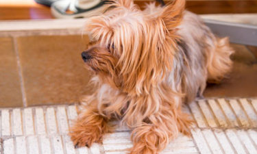 Home remedies for flea infestation
