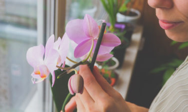 How to care for Orchids indoors