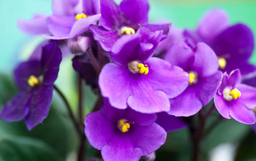 How to care for your African Violets