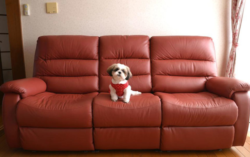 How to choose pet-friendly furniture for your home