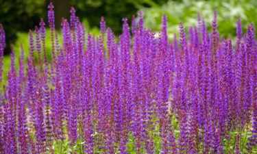 How to grow lavender flower plants