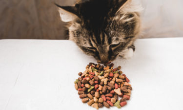 Improving Health Conditions Of Cats With Dry Foods