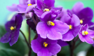 Know your African violets