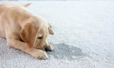 Pet Stain Removal Techniques You Can Try at Home