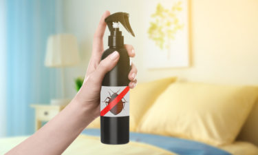 Popular Bed Bug Sprays and How to Use Them