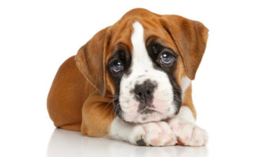 Popular boxer puppies breeders in the country