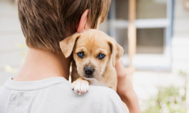 Popular dogs and puppies adoption homes in the USA